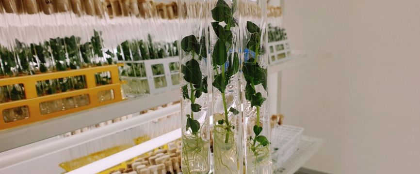 Agrár-biotechnológia és precíziós nemesítés az élelmiszerbiztonságért Nemzeti Laboratórium